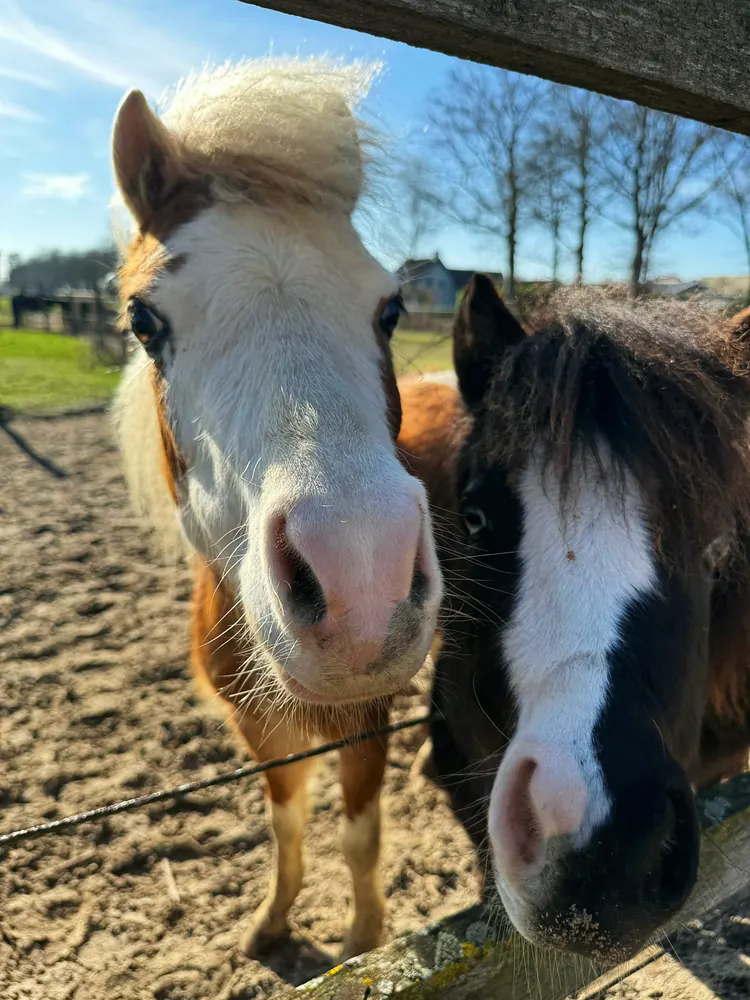 Two American Miniature Horses at FarWay Stables, curious at the fence