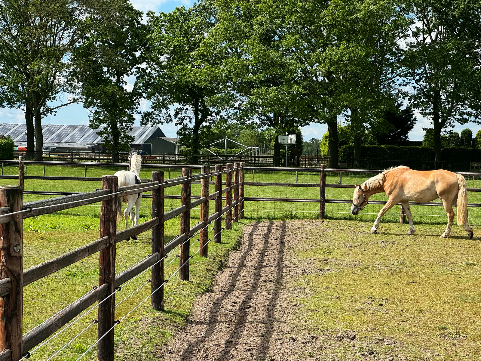 The paddocks at FarWay Stables, with horses turned out